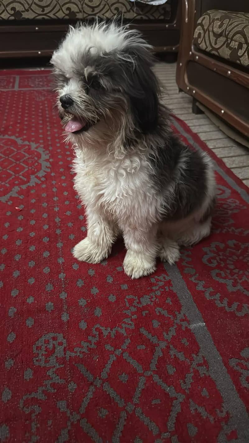 Shihtzu bread 1