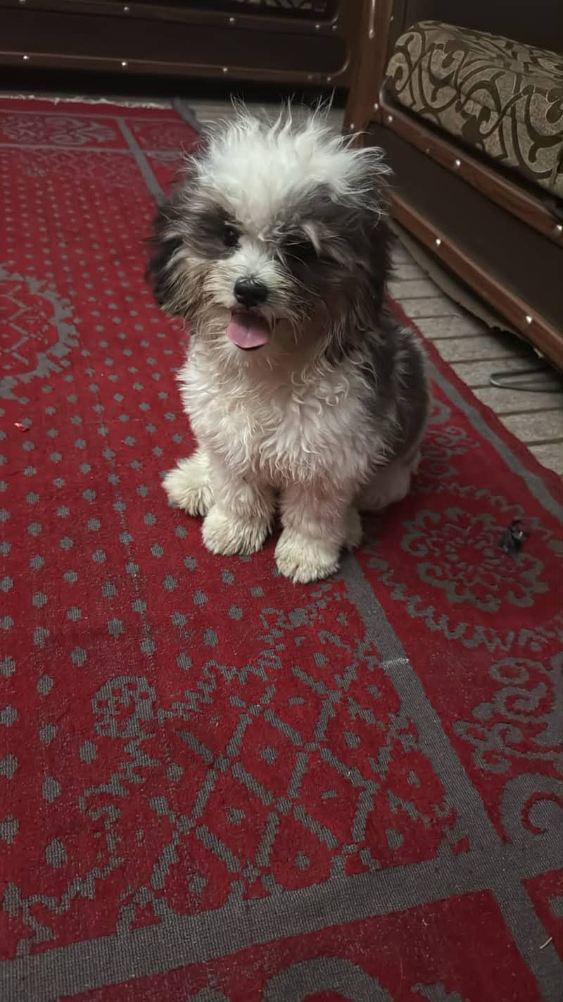 Shihtzu bread 2