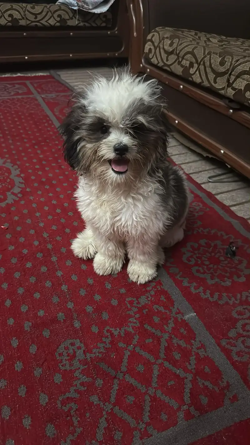 Shihtzu bread — photo 4
