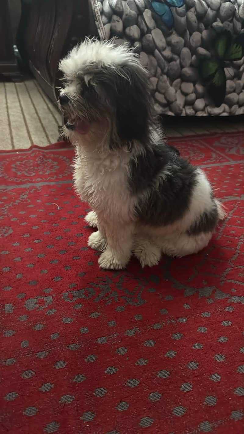 Shihtzu bread 4