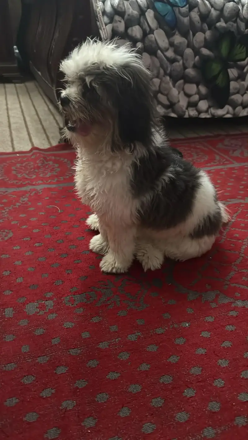 Shihtzu bread — photo 5