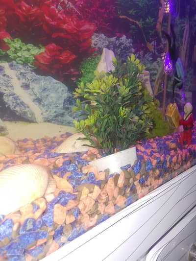 aquarium 