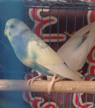 Yellow red eye Pied Male Budgie Bajri Australian parrots