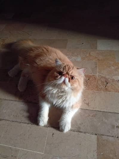 CFA bloodline for sell /sale
