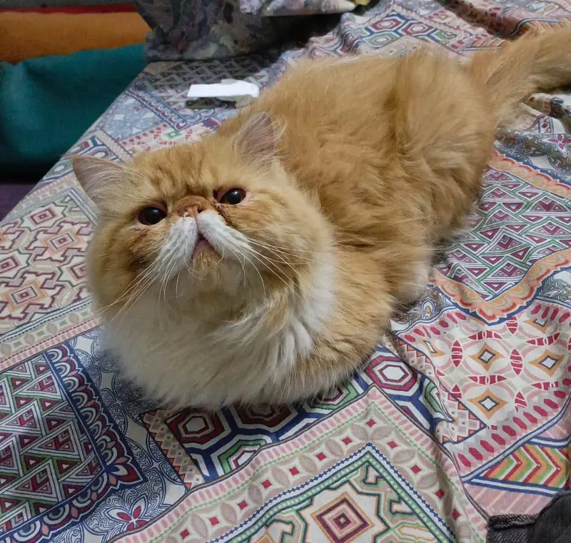 CFA bloodline for sell /sale — photo 2