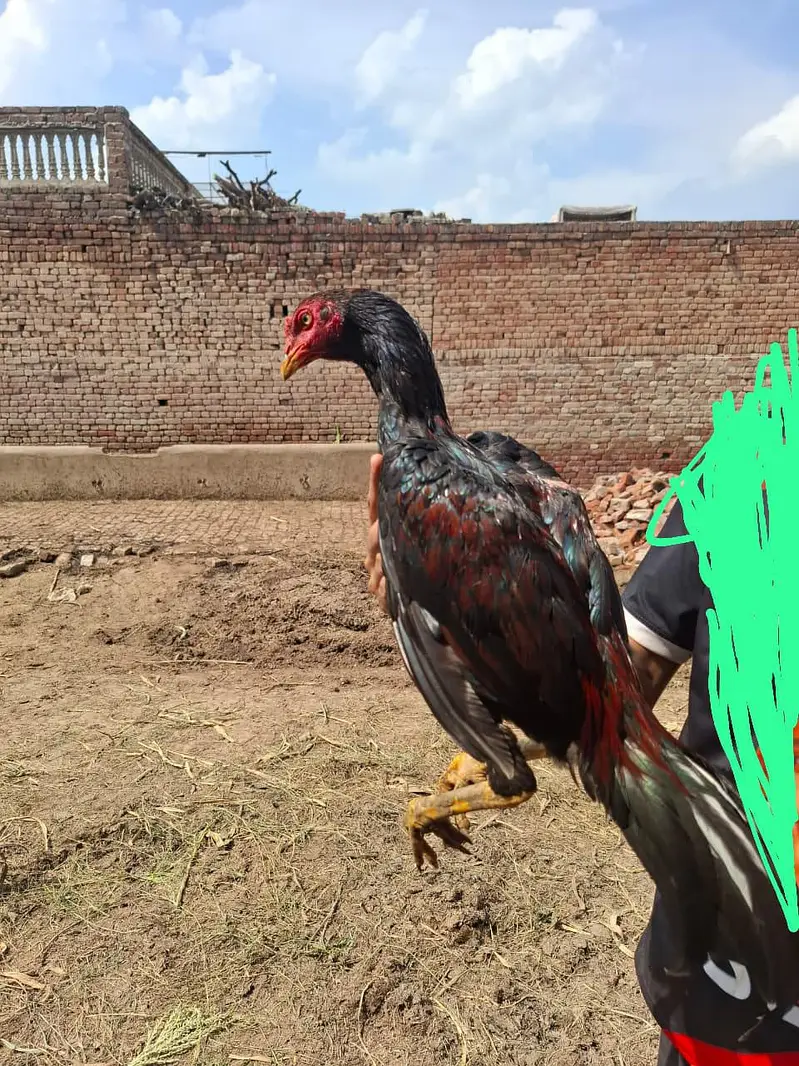 Mushka Lakha — photo 2