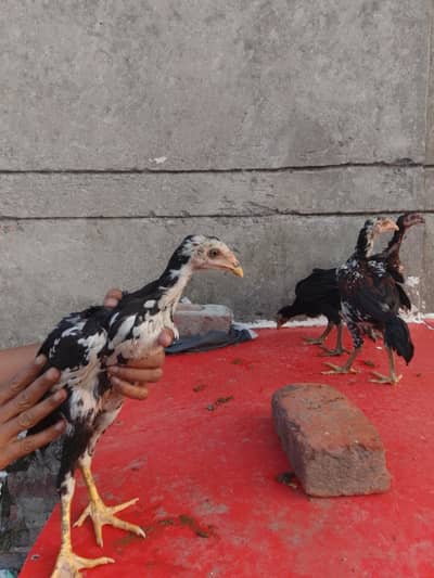 burmi chick health full and strong