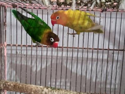 Lovebirds Breedar Pair