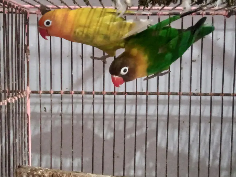 Lovebirds Breedar Pair — photo 2
