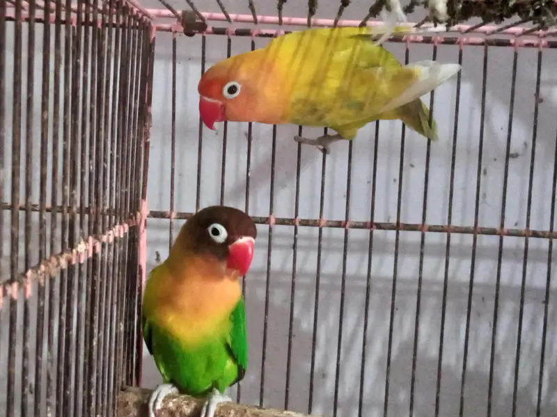Lovebirds Breedar Pair — photo 3