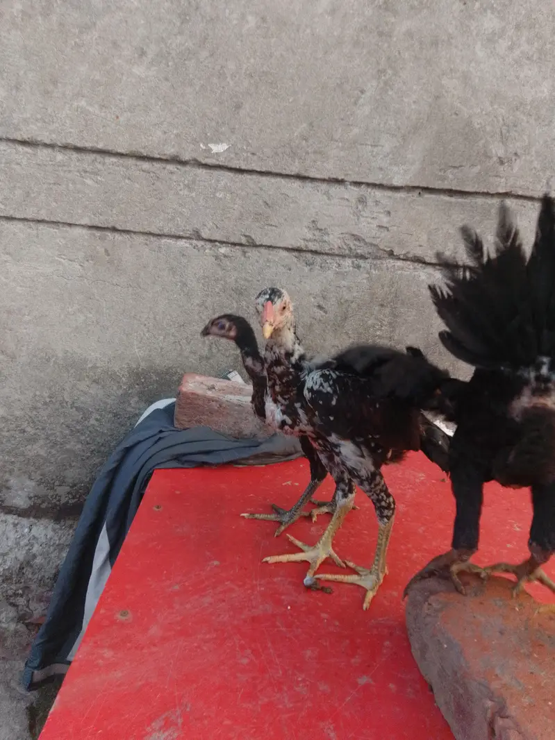 price 3000 burmi chick healthy and strong — photo 2