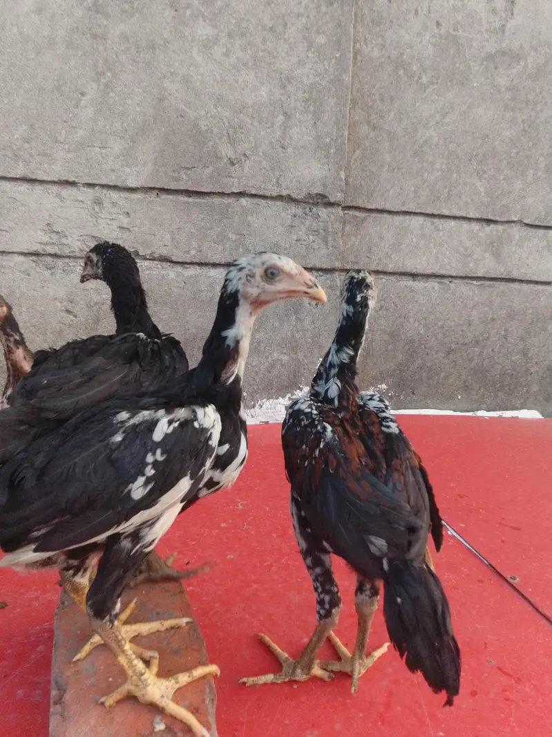 price 3000 burmi chick healthy and strong — photo 3