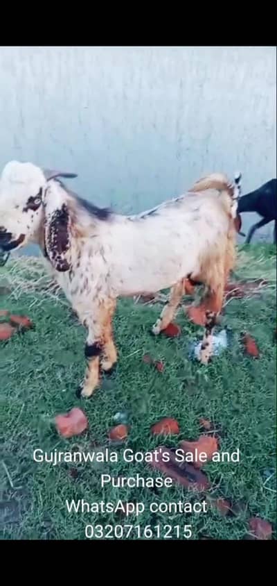Bakra for sale