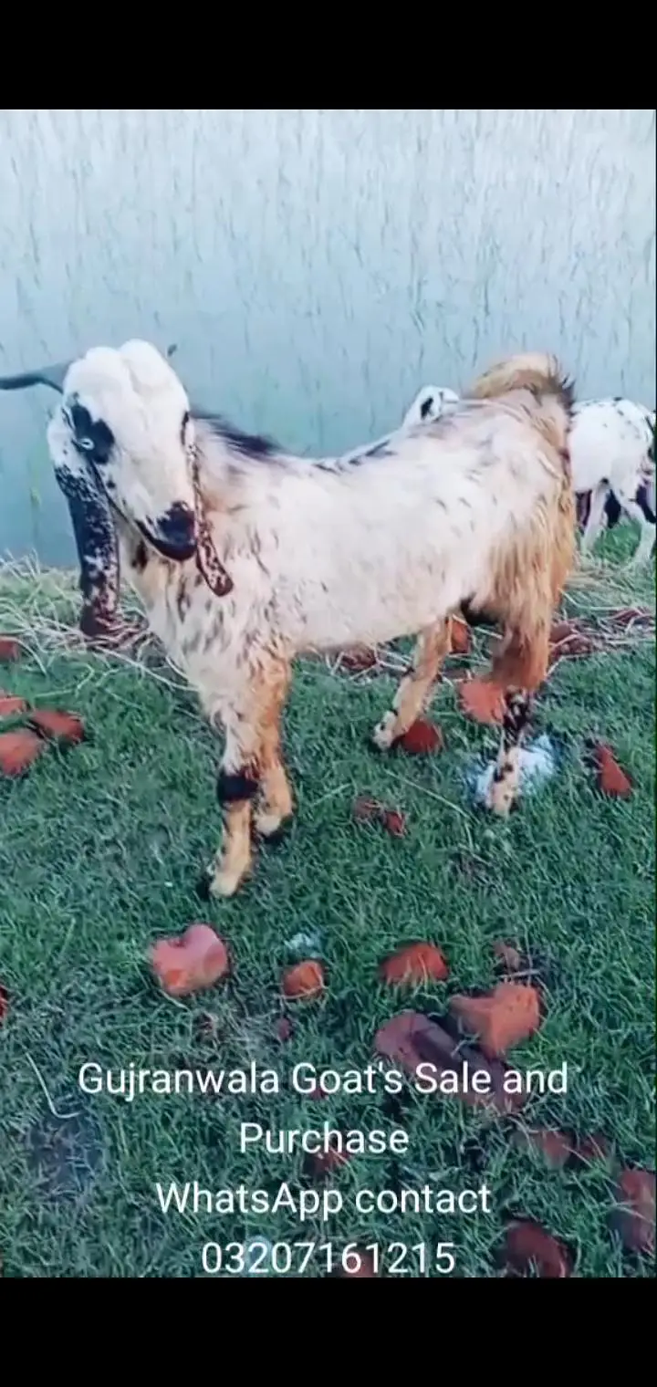 Bakra for sale — photo 2