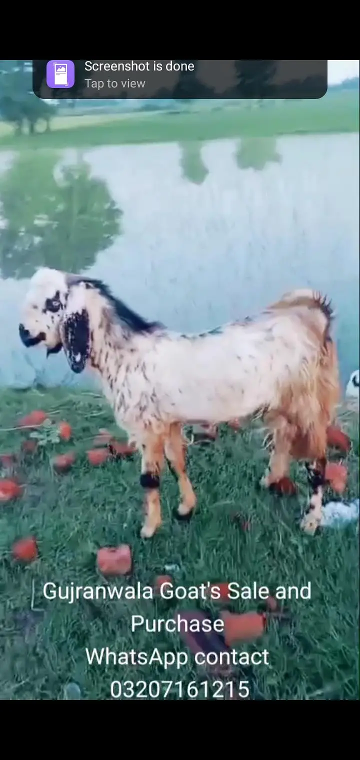 Bakra for sale — photo 3