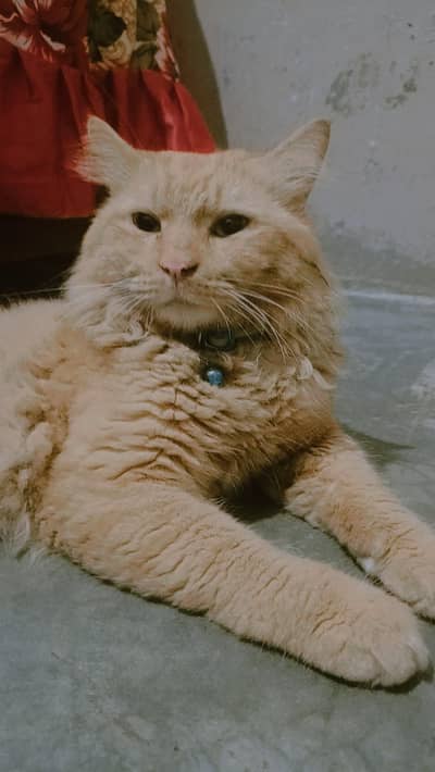 Persian cat