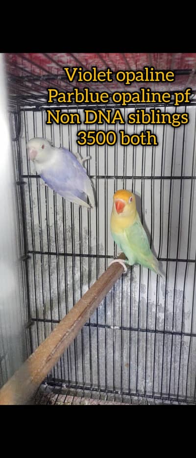 Palefallows and creamino opaline working birds