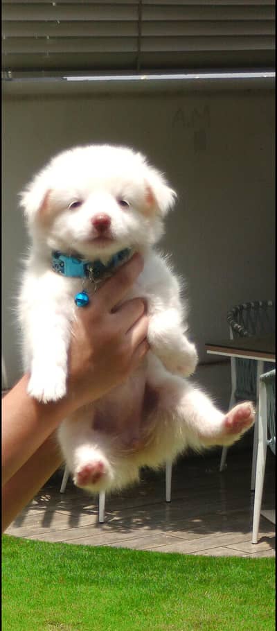 RUSSIAN PUPPY FEMALE 2 MONTHS OLD BABY