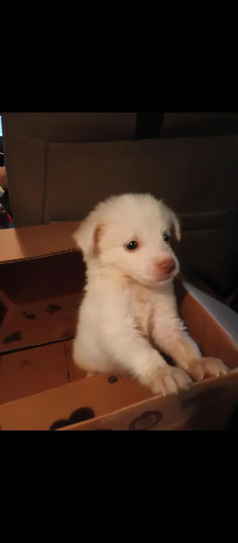 RUSSIAN PUPPY FEMALE 2 MONTHS OLD BABY — photo 2