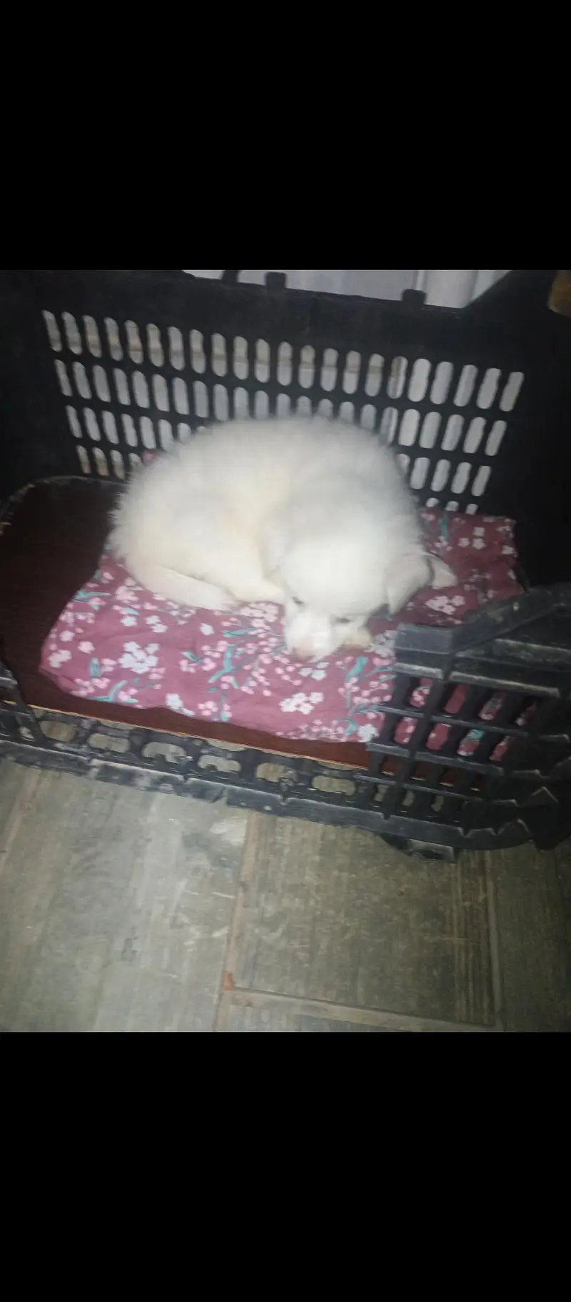 RUSSIAN PUPPY FEMALE 2 MONTHS OLD BABY — photo 3