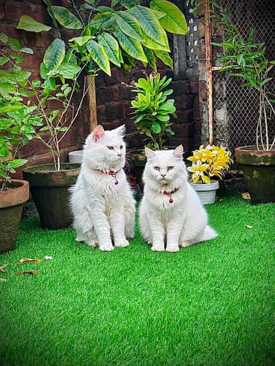 persian cats and kittens for sale wtsapp (0307/710/92/69)