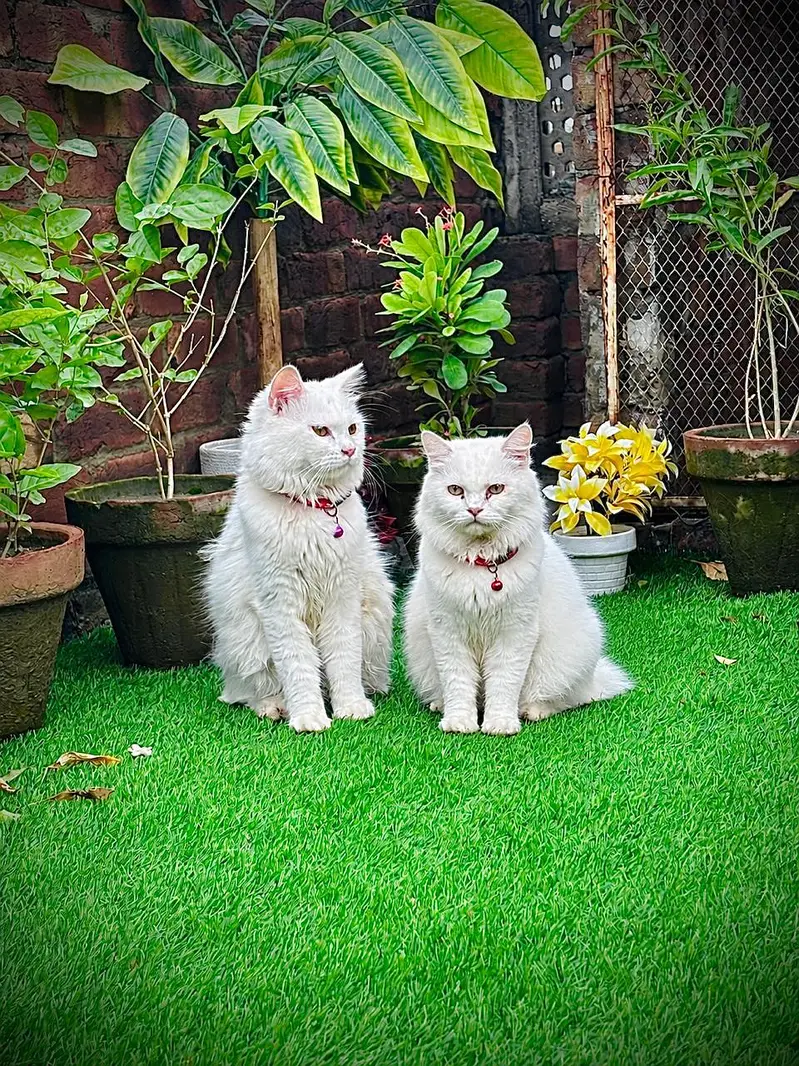 persian cats and kittens for sale wtsapp (0307/710/92/69) — photo 3