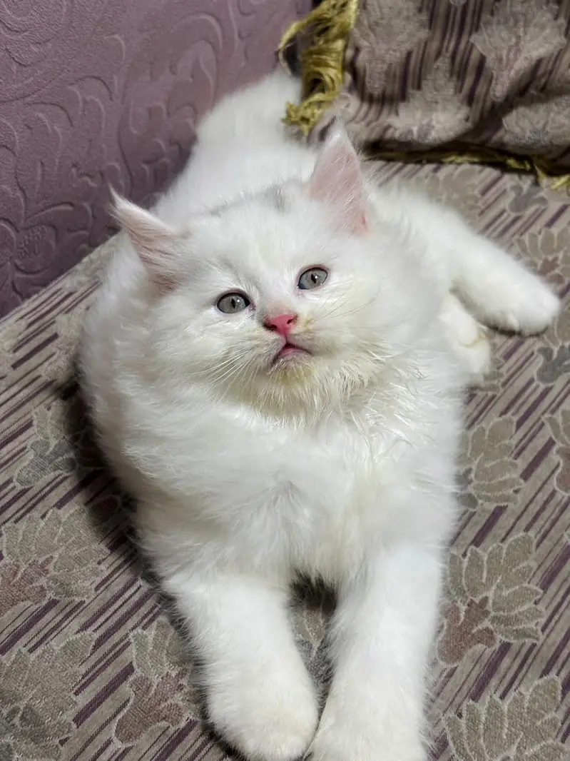 persian cats and kittens for sale wtsapp (0307/710/92/69) — photo 4
