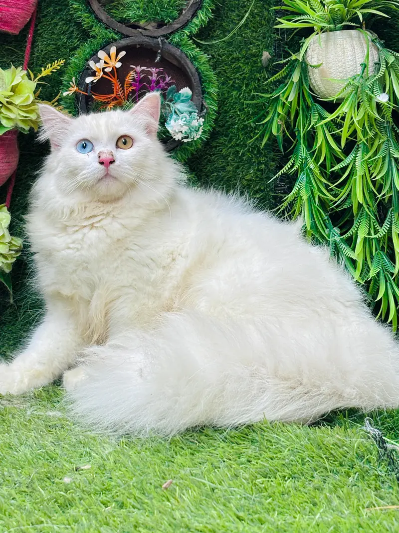 persian cats and kittens for sale wtsapp (0307/710/92/69) — photo 7