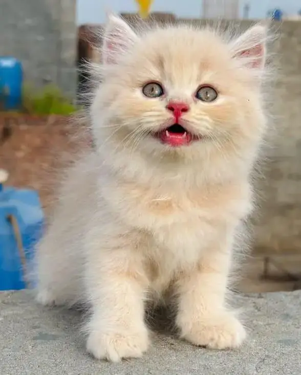 persian cats and kittens for sale wtsapp (0307/710/92/69) — photo 8