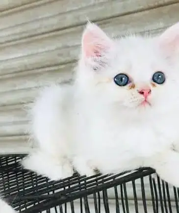 persian cats and kittens for sale wtsapp (0307/710/92/69) — photo 9