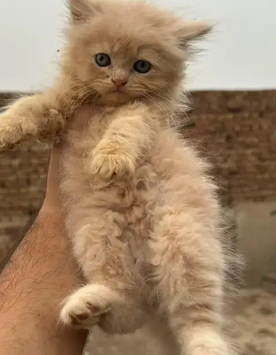 persian cats and kittens for sale wtsapp (0307/710/92/69) — photo 10