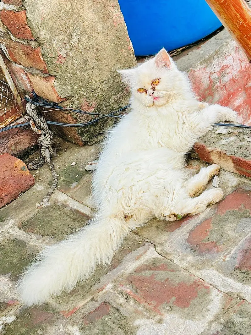 persian cats and kittens for sale wtsapp (0307/710/92/69) — photo 11