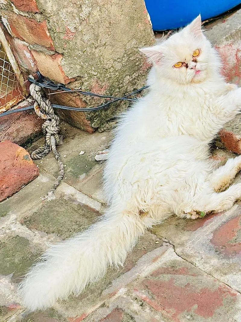 persian cats and kittens for sale wtsapp (0307/710/92/69) — photo 12