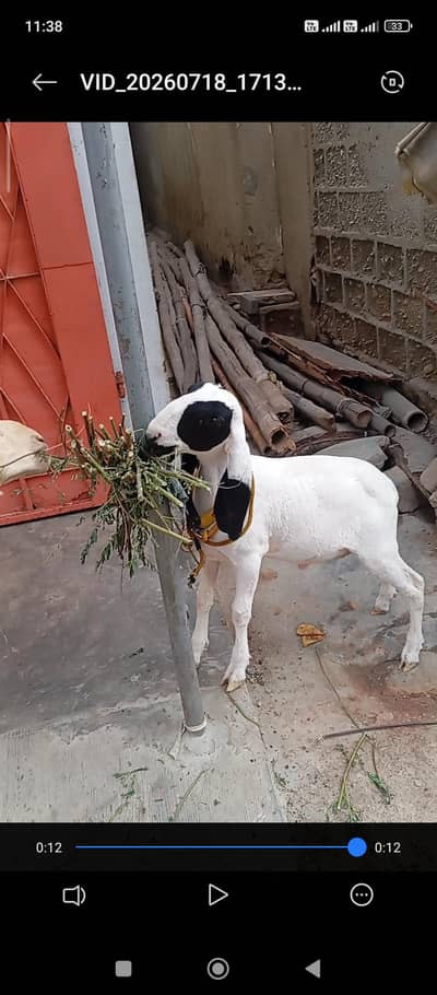 dhumba