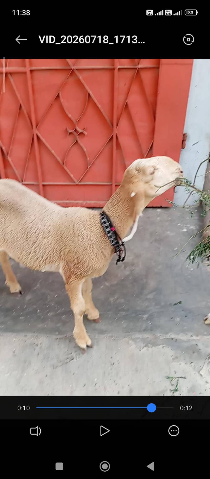 dhumba 1