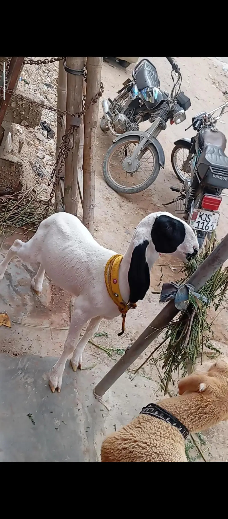 dhumba — photo 3