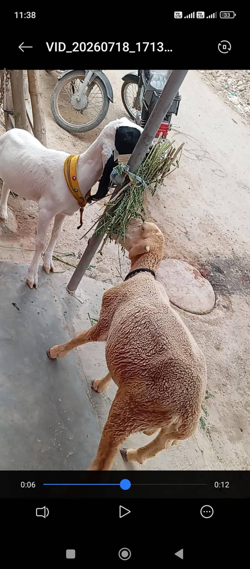 dhumba 3