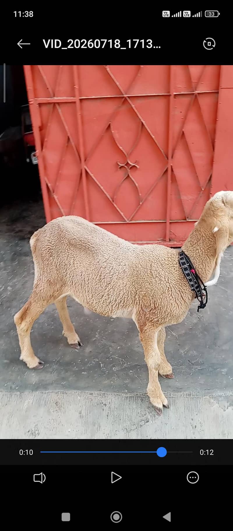 dhumba 4