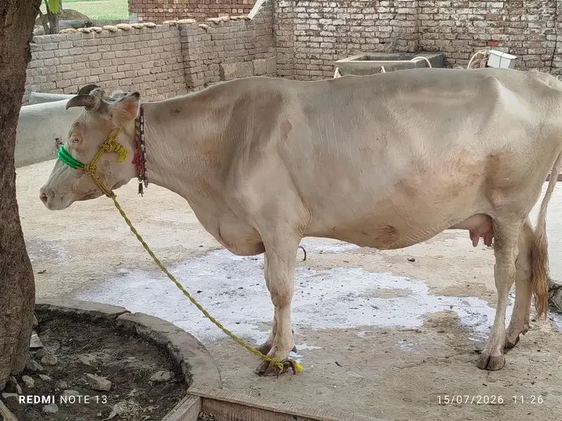 دوسرا سوا فریزین کراس نکری گاۓ — photo 7
