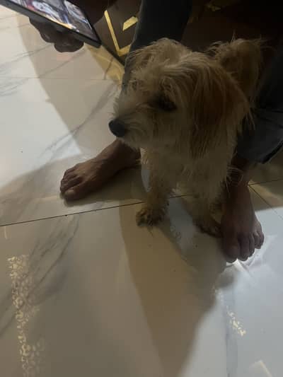 Yorkshire terrier dog breed