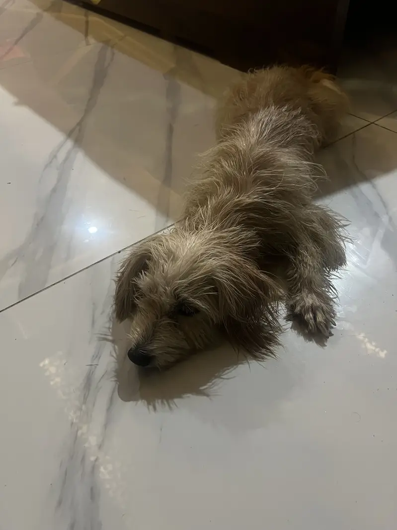 Yorkshire terrier dog breed — photo 4