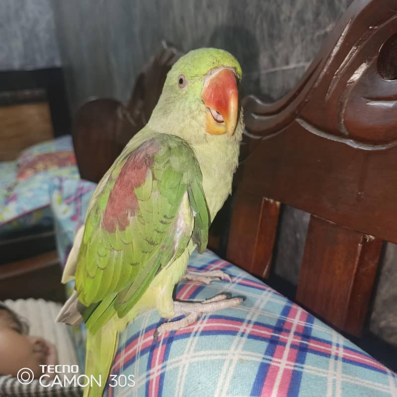 parrot 0