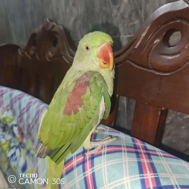 parrot — photo 2