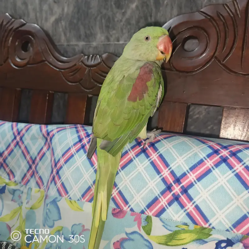 parrot — photo 3