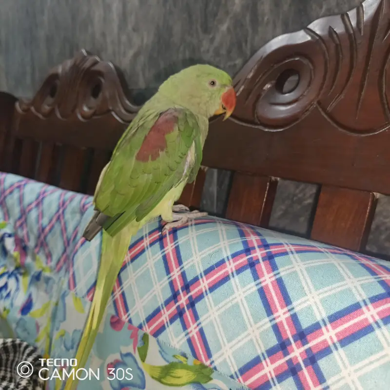 parrot — photo 4