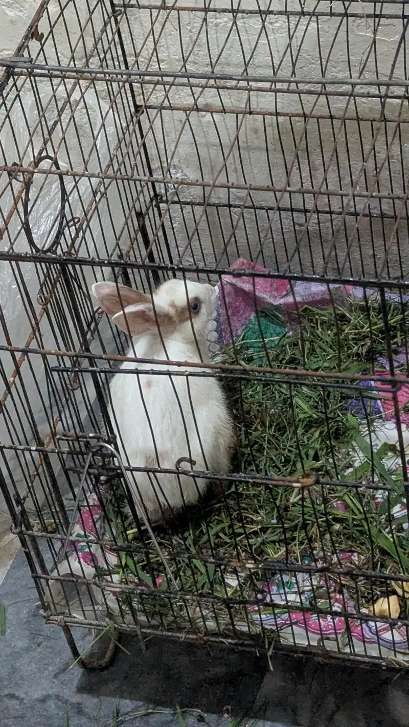 Rabbit Beautiful Jora — photo 2