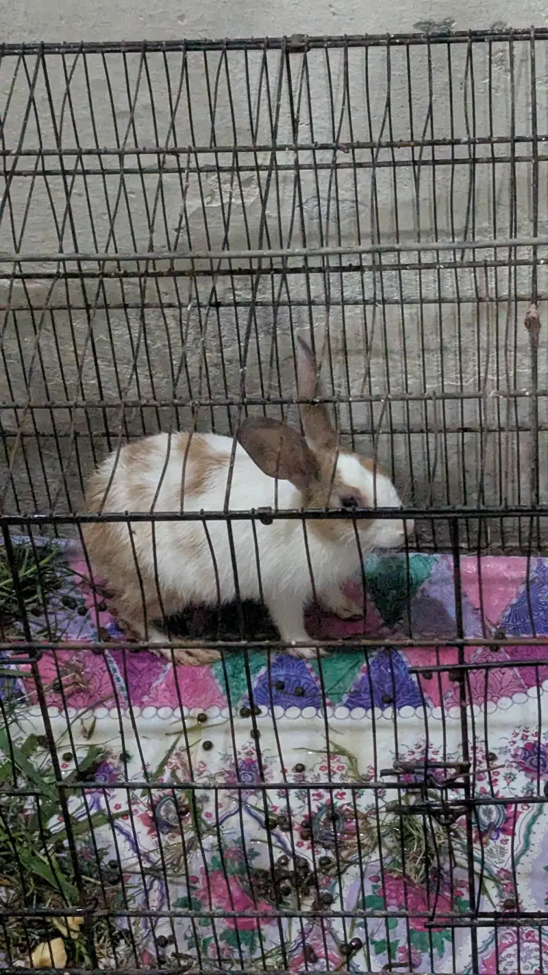 Rabbit Beautiful Jora — photo 3