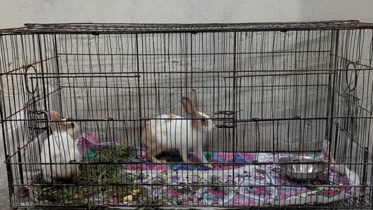Rabbit Beautiful Jora