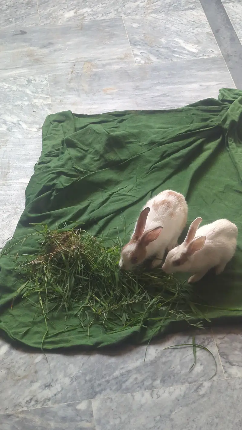 Rabbit Beautiful Jora — photo 4