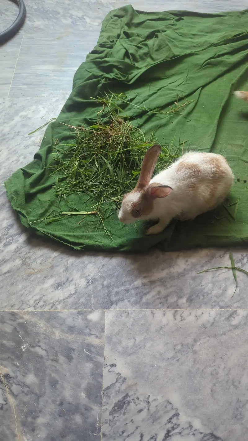 Rabbit Beautiful Jora — photo 5